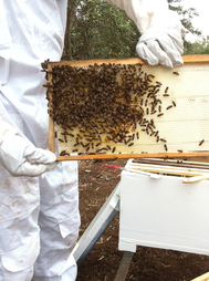 Healthy bees making Hilltop Hives Honey comb