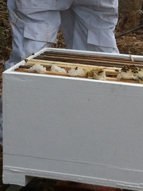 Honeycomb in a Hilltop Hive