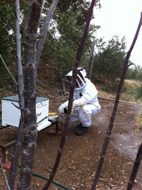 Inspecting a Hilltop Hive Honey brood box
