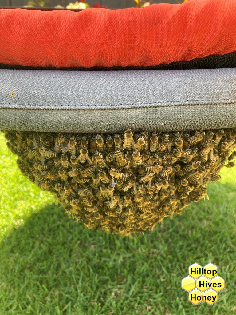 bee swarm removed from kids play ground